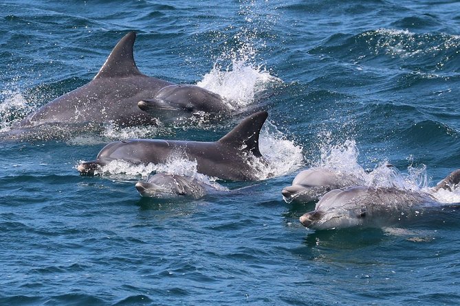 Jervis Bay Dolphin Cruise - What you may see from the boat