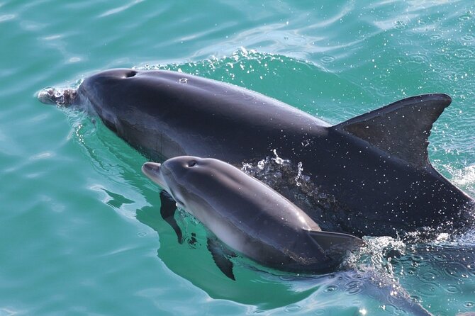 Jervis Bay Dolphin Cruise - Seating, comfort, and the chance of seasickness