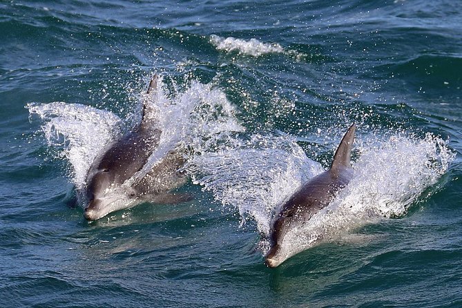 Jervis Bay Dolphin Cruise - Navy activity and weather can change the outing