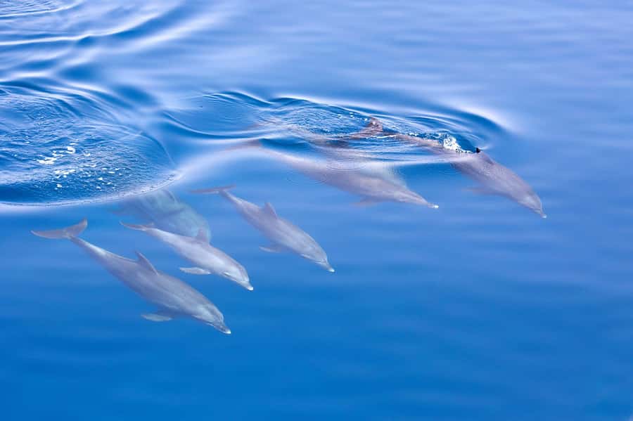 Jervis Bay Dolphin Cruise, Lunch, Berry&Kiama Blowhole Tour - Who should book this tour