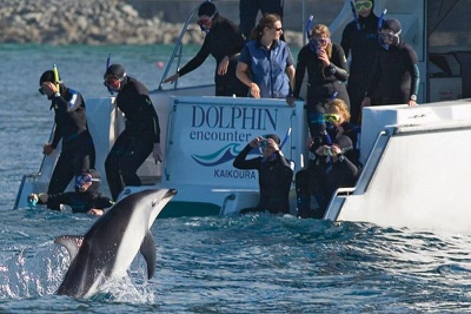 Kaikoura Swim with Dolphins Tour from Christchurch - Key points to know before you book