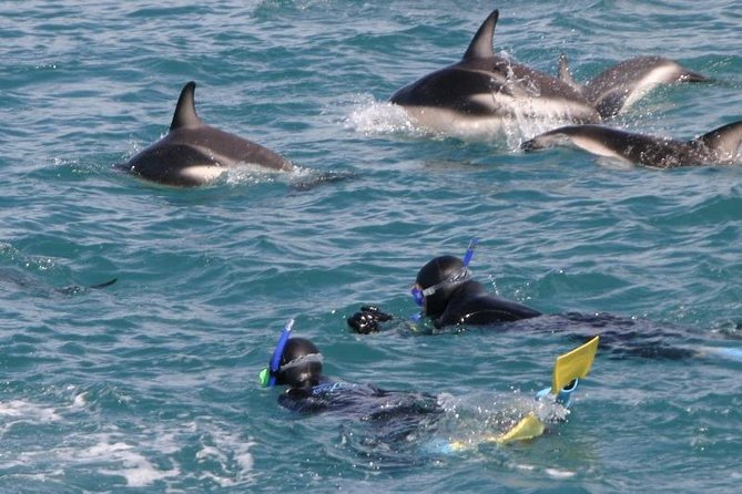 Kaikoura Swim with Dolphins Tour from Christchurch - From the harbor to the dolphin grounds