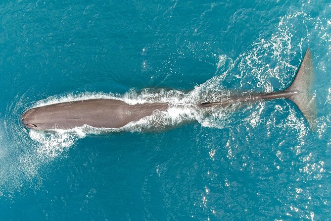 Kaikoura Swim with Dolphins Tour from Christchurch - Dolphins are not the only reason to keep watching