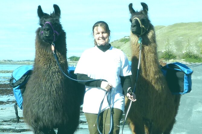 Kaikoura Swim with Dolphins Tour from Christchurch - The return to Christchurch can feel long