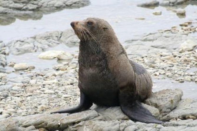 Kaikoura Swim with Dolphins Tour from Christchurch - Is $254.44 fair for the day?