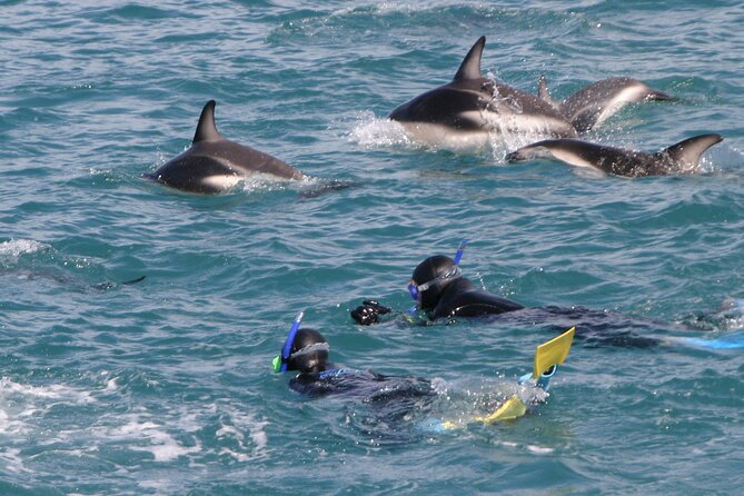 Kaikoura Whale and Dolphin Overnight Tour from Christchurch - Key details before you book
