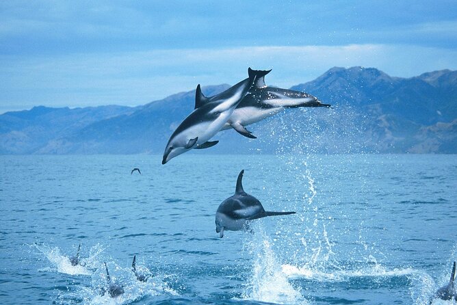 Kaikoura Whale and Dolphin Overnight Tour from Christchurch - From Christchurch to Kaikoura by coach