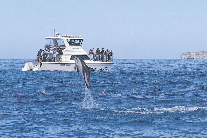 Kaikoura Whale and Dolphin Overnight Tour from Christchurch - Fur seals and the second boat outing