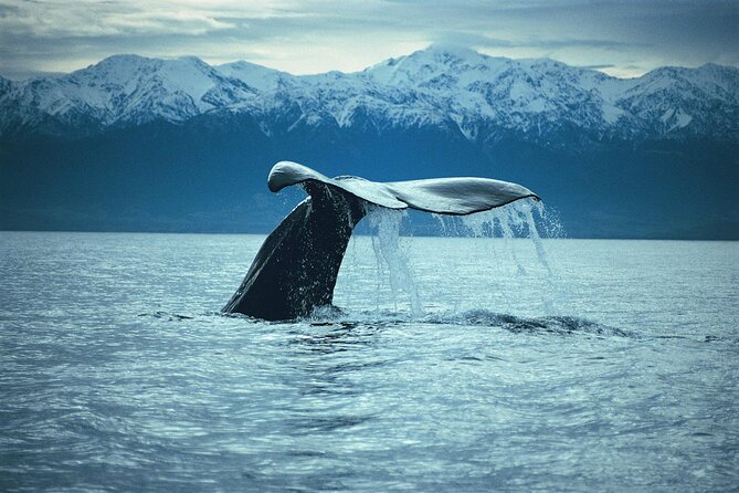 Kaikoura Whale and Dolphin Overnight Tour from Christchurch - Weather, fitness, and wildlife limits