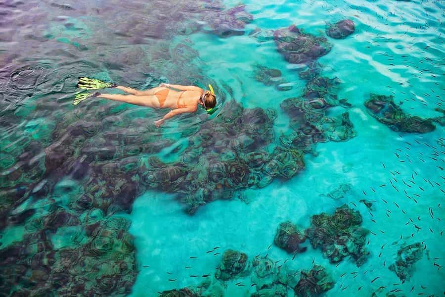 Kailua Kona: Dolphin, Sea Cave and Captain Cook Snorkel Tour - Key points to know before booking