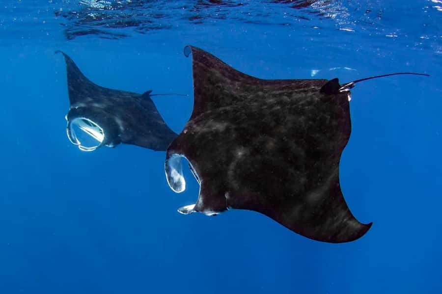 Kailua Kona: Dolphin, Sea Cave and Captain Cook Snorkel Tour - Riding the Zodiac RIB along the Kona coast