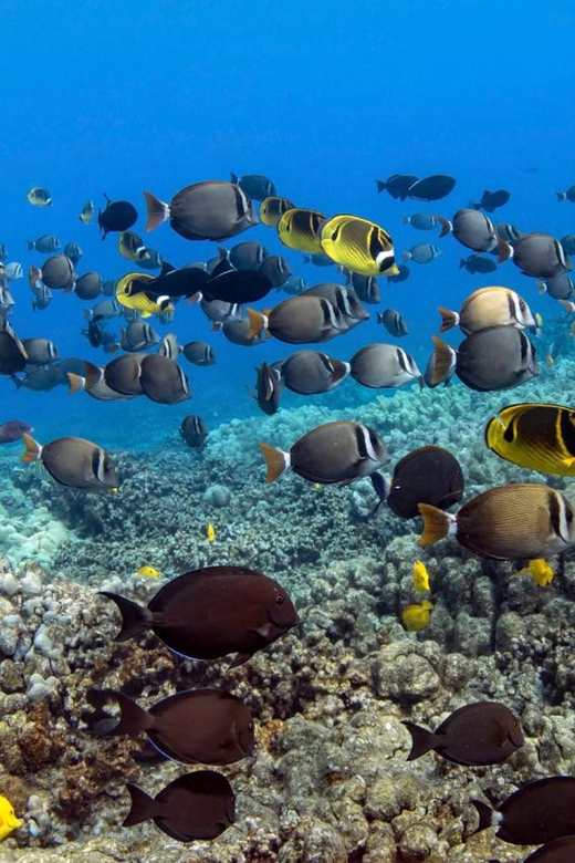 Kailua-Kona: Dolphin Watch & Double-Reef Snorkel Tour - Key points to know before you book