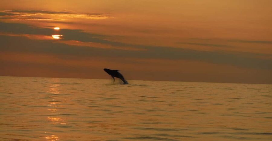 Kailua-Kona: Dolphin Watch & Double-Reef Snorkel Tour - The second reef keeps the trip from feeling repetitive