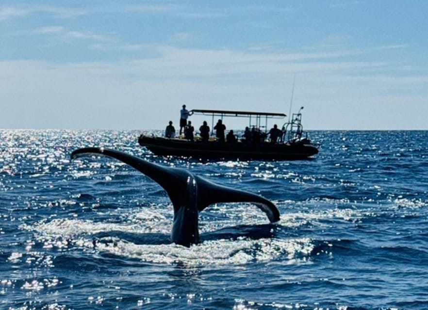 Kailua-Kona: Dolphin Watch & Double-Reef Snorkel Tour - What the small group changes