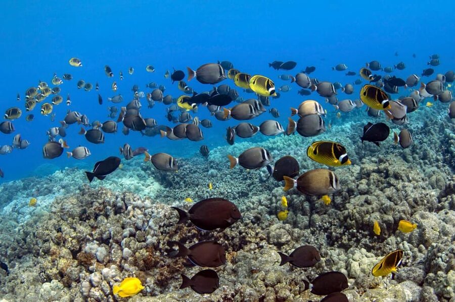 Kailua-Kona: Dolphin Watch & Double-Reef Snorkel Tour - Snacks, shade, and the value of a shorter tour
