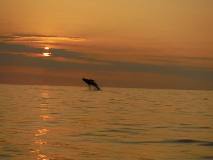 Kailua-Kona: Dolphin Watch & Double-Reef Snorkel Tour - The first reef gives you time to settle in