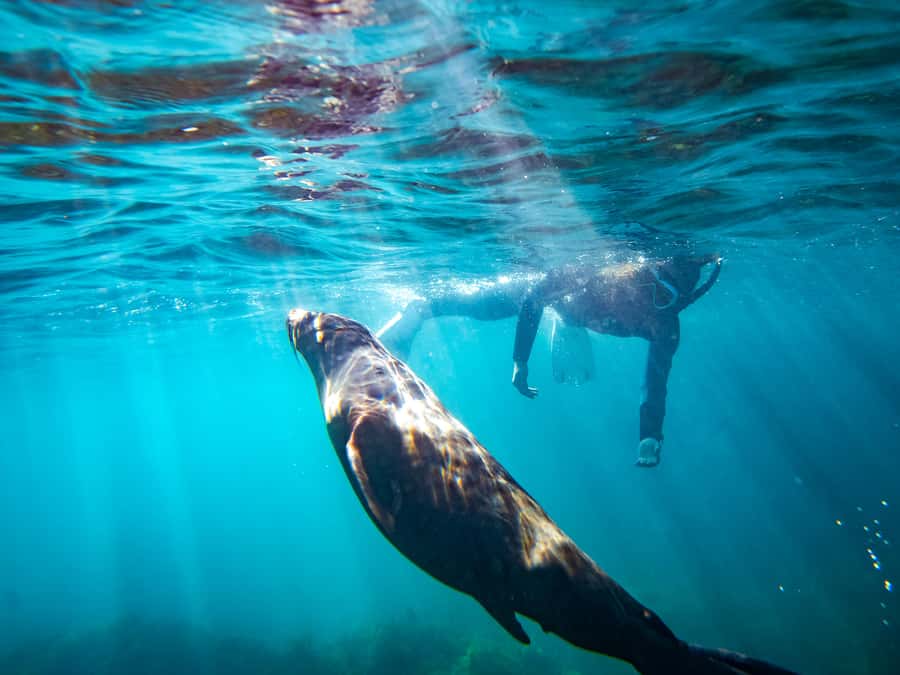 Kangaroo Island: Dolphin, Seal, and Swimming Boat Tour - Key points at a glance