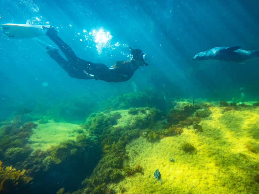 Kangaroo Island: Dolphin, Seal, and Swimming Boat Tour - Searching for seals among the rocks