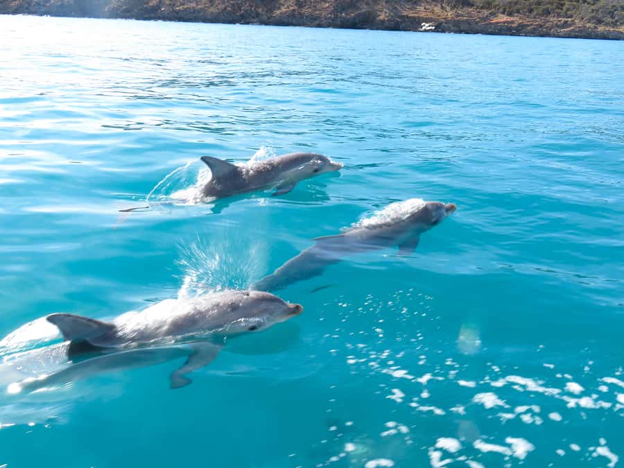 Kangaroo Island: Dolphin, Seal, and Swimming Boat Tour - Looking for dolphins in Penneshaw Bay