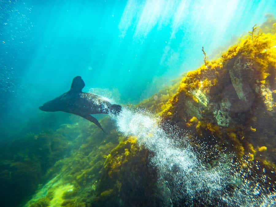 Kangaroo Island: Dolphin, Seal, and Swimming Boat Tour - Who should book this tour
