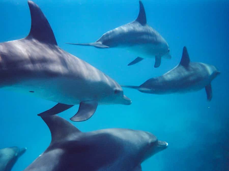 Kangaroo Island: Dolphin, Seal, and Swimming Boat Tour - Getting fitted for cold open water
