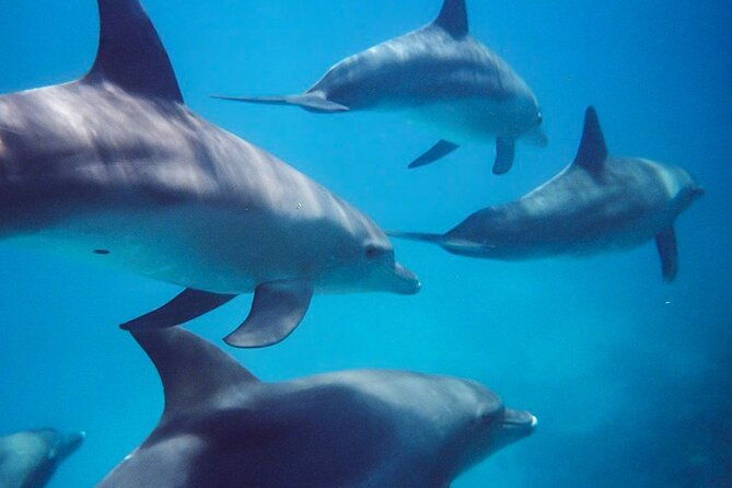Kangaroo Island - Swim with Dolphins/Seals/Coastal Snorkel - Starting at 43 Howard Drive in Penneshaw