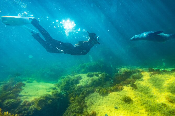 Kangaroo Island - Swim with Dolphins/Seals/Coastal Snorkel - Searching for dolphins around Kangaroo Island