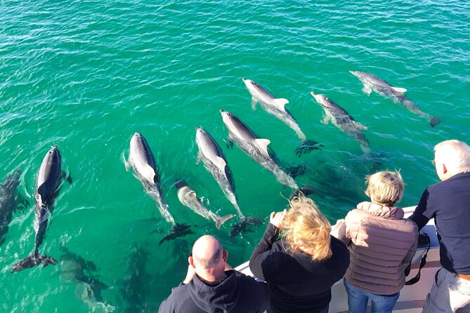 Kangaroo Island - Swim with Dolphins/Seals/Coastal Snorkel - Crew help, safety, and the physical side