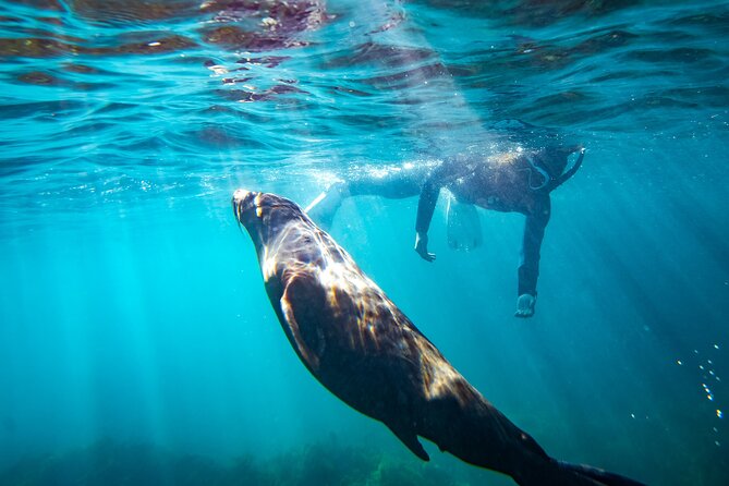 Kangaroo Island - Swim with Dolphins/Seals/Coastal Snorkel - Getting fitted for 14 to 15°C water