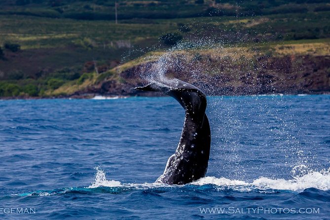 Kauai's South Side Whale and Dolphin Zodiac Boat Adventure - Is $158.43 a fair price?