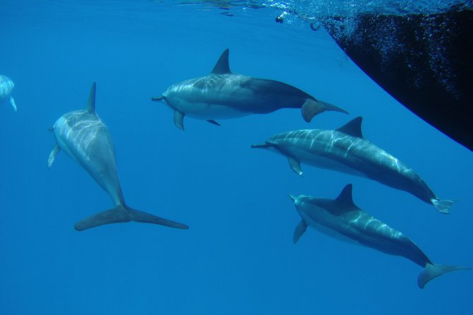 Kauai's South Side Whale and Dolphin Zodiac Boat Adventure - The guides make or break the day