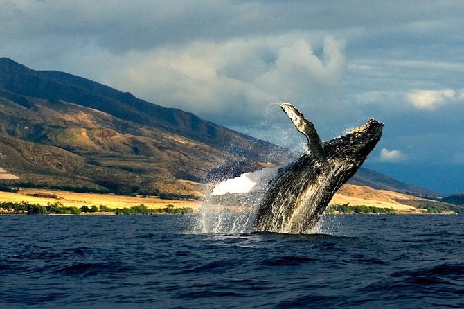 Kauai's South Side Whale and Dolphin Zodiac Boat Adventure - Who should book this Zodiac adventure?