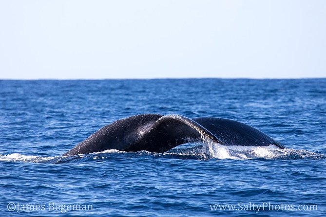 Kauai's South Side Whale and Dolphin Zodiac Boat Adventure - Booking, weather, and practical preparation
