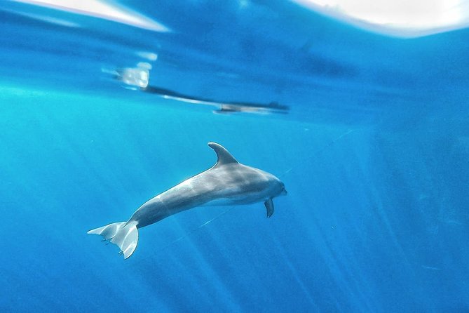 Kayak Safari with Dolphin and Turtle Watching in Guaza - What the three hours feel like