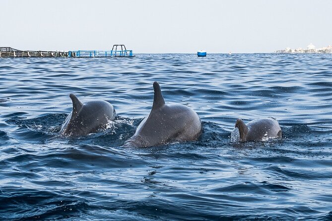 Kayak Safari with Dolphin and Turtle Watching in Guaza - Searching for dolphins and turtles