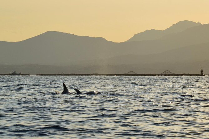 Kayak tour with aperitif and dolphins - Sunrise, afternoon, or sunset?