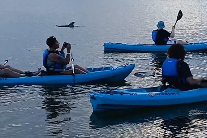 Kayak Tours and Rentals. Dolphins, Manatees, and Bioluminescence! - Choosing daylight wildlife or nighttime glow