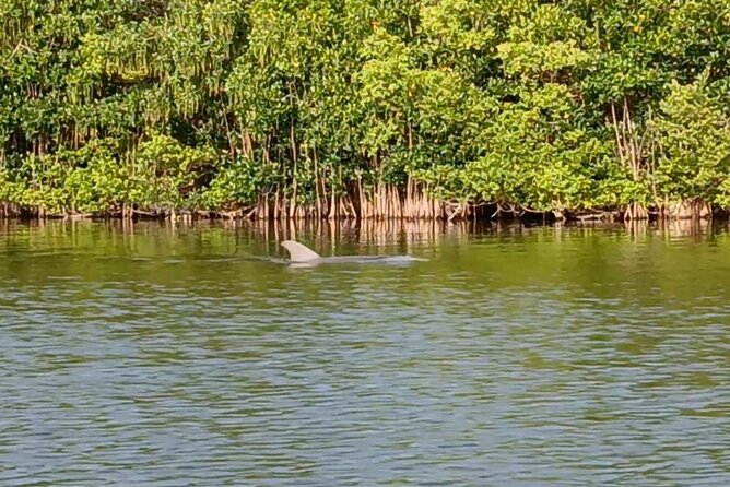 Kayak Tours and Rentals. Dolphins, Manatees, and Bioluminescence! - Should you book Brady-yaks Tours and Rentals?