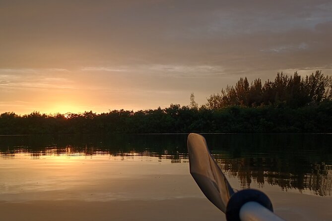 Kayak Tours and Rentals. Dolphins, Manatees, and Bioluminescence! - What the two-hour paddle feels like