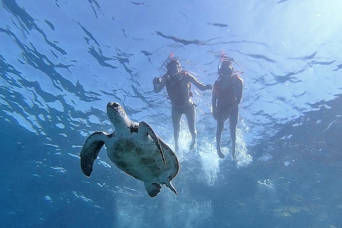 Kayak with Dolphin & Turtle Watching Private Tour - Paddling the Teno Rasca marine strip