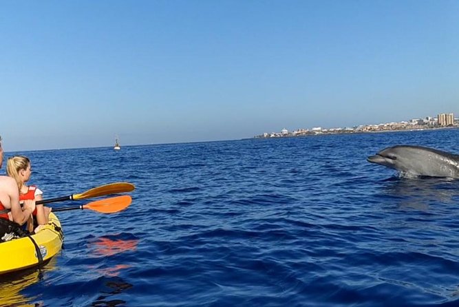 Kayak with Dolphin & Turtle Watching Private Tour - Guide quality can shape the whole day