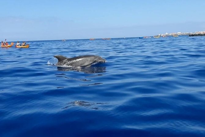 Kayak with Dolphin & Turtle Watching Private Tour - Fitness, weather, and comfort