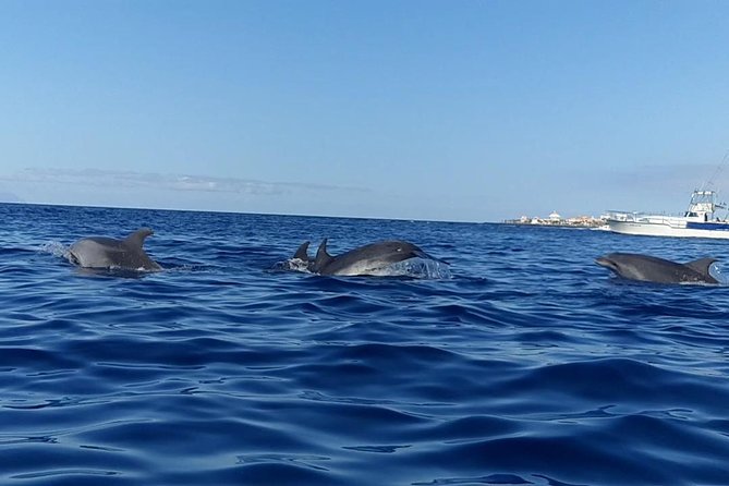 Kayak with Dolphin & Turtle Watching Private Tour - Pickup, equipment, and what is included