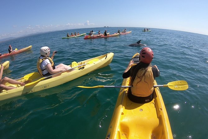 Kayaking with Dolphins in Byron Bay Guided Tour - What You Are Really Signing Up For