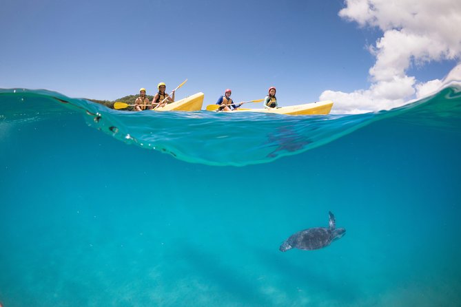 Kayaking with Dolphins in Byron Bay Guided Tour - The Wildlife Guarantee, Explained Clearly