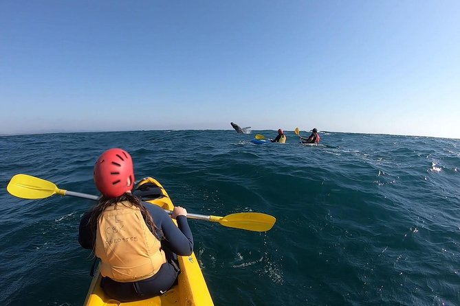 Kayaking with Dolphins in Byron Bay Guided Tour - How Difficult Is the Kayaking?