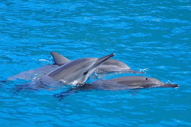 Kealakekua Bay Snorkel & Dolphin Safari In Kona Big Island (4hrs) - Why Kealakekua Bay Makes This Trip Special