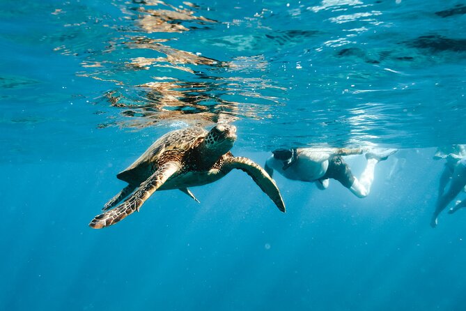 Kealakekua Bay Snorkel & Dolphin Safari In Kona Big Island (4hrs) - Snorkeling Near Captain Cook Monument