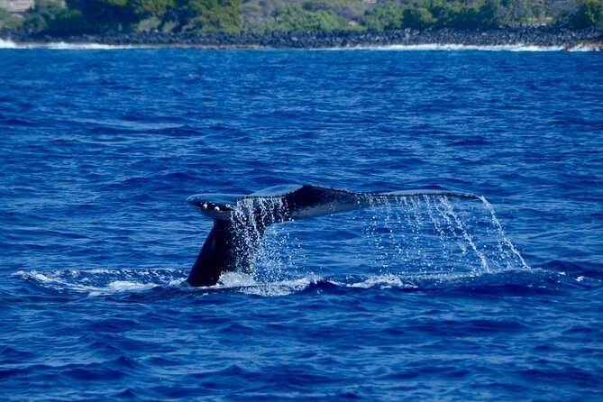 Kealakekua Bay Snorkel & Dolphin Safari In Kona Big Island (4hrs) - Searching Deeper Water for Dolphins and Whales