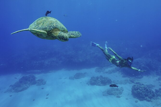 Kealakekua Bay Snorkel & Dolphin Safari In Kona Big Island (4hrs) - A Look at the Bay’s Cultural Setting